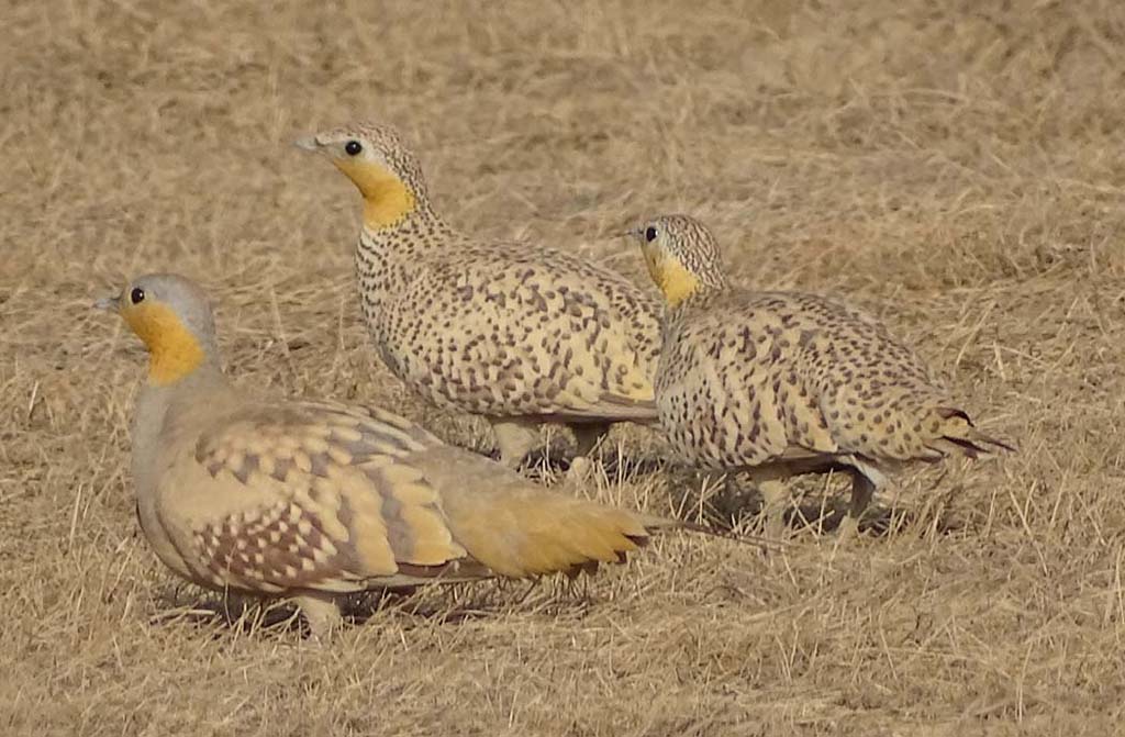 Spotted Sandgrouse